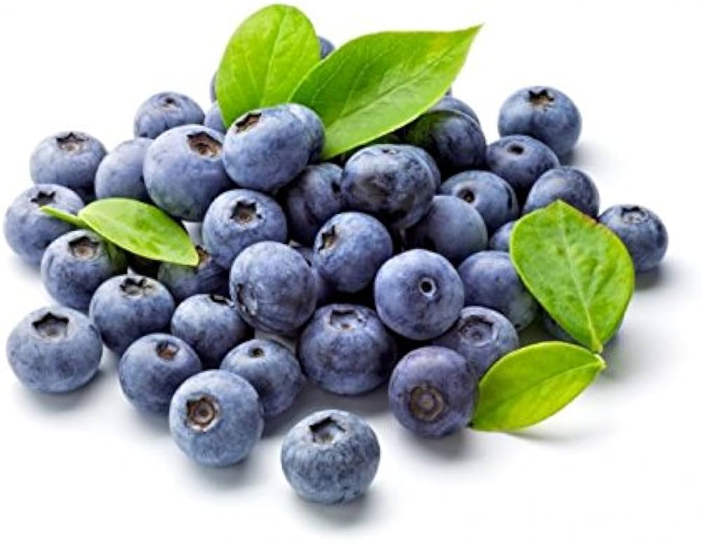 Blueberry (plant) for planting in garden